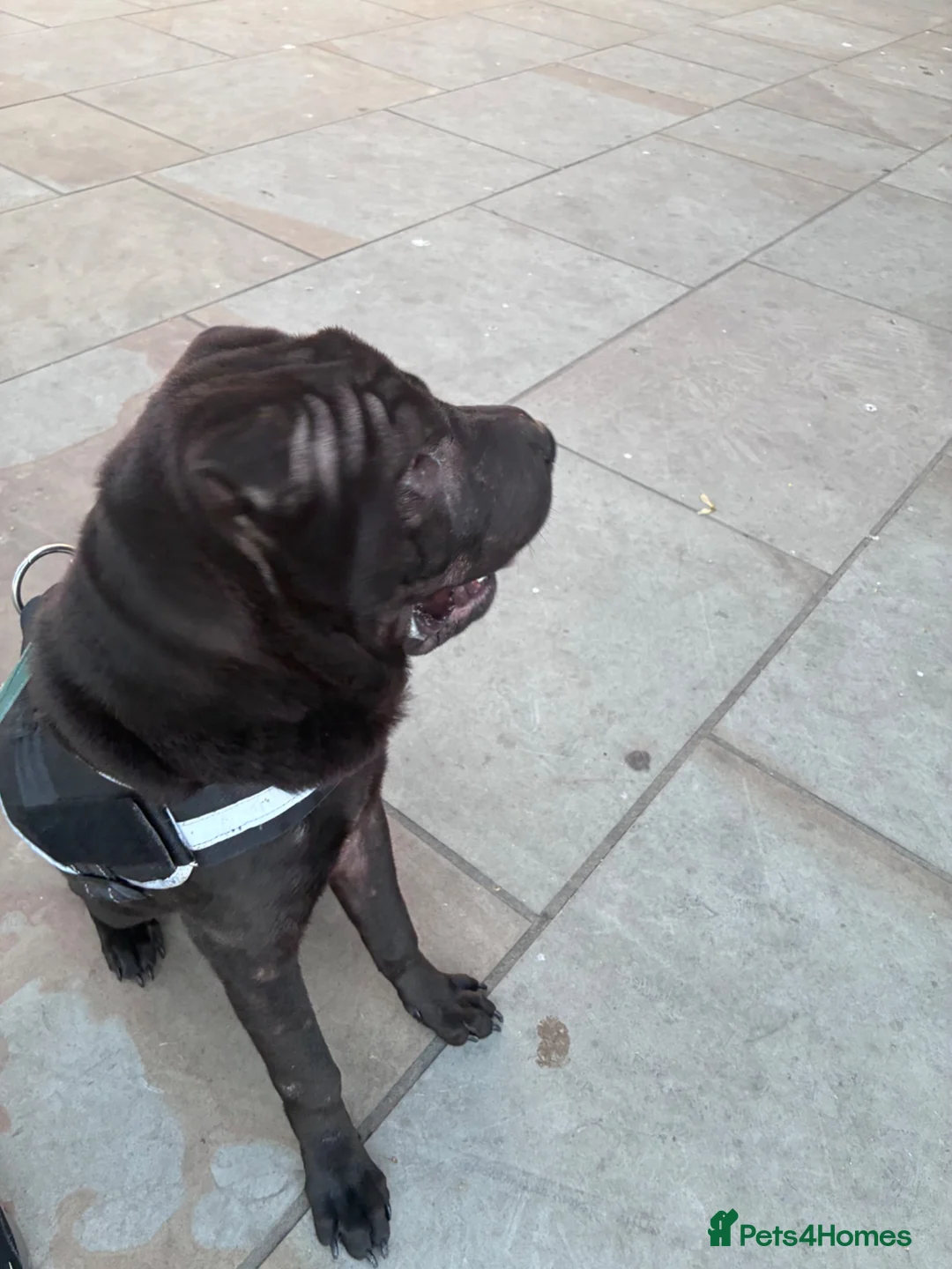 Shar Pei dogs for sale: Shar pei  in Great Yarmouth - Advert 8