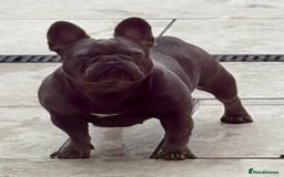 French Bulldog dogs for sale: QUALITY HOME BRED FRENCH BULLDOG PUPPIES - Image 13