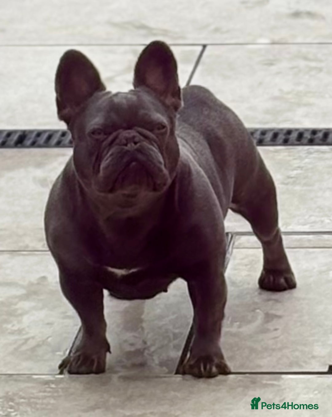 French Bulldog dogs for sale: QUALITY HOME BRED FRENCH BULLDOG PUPPIES - Image 13