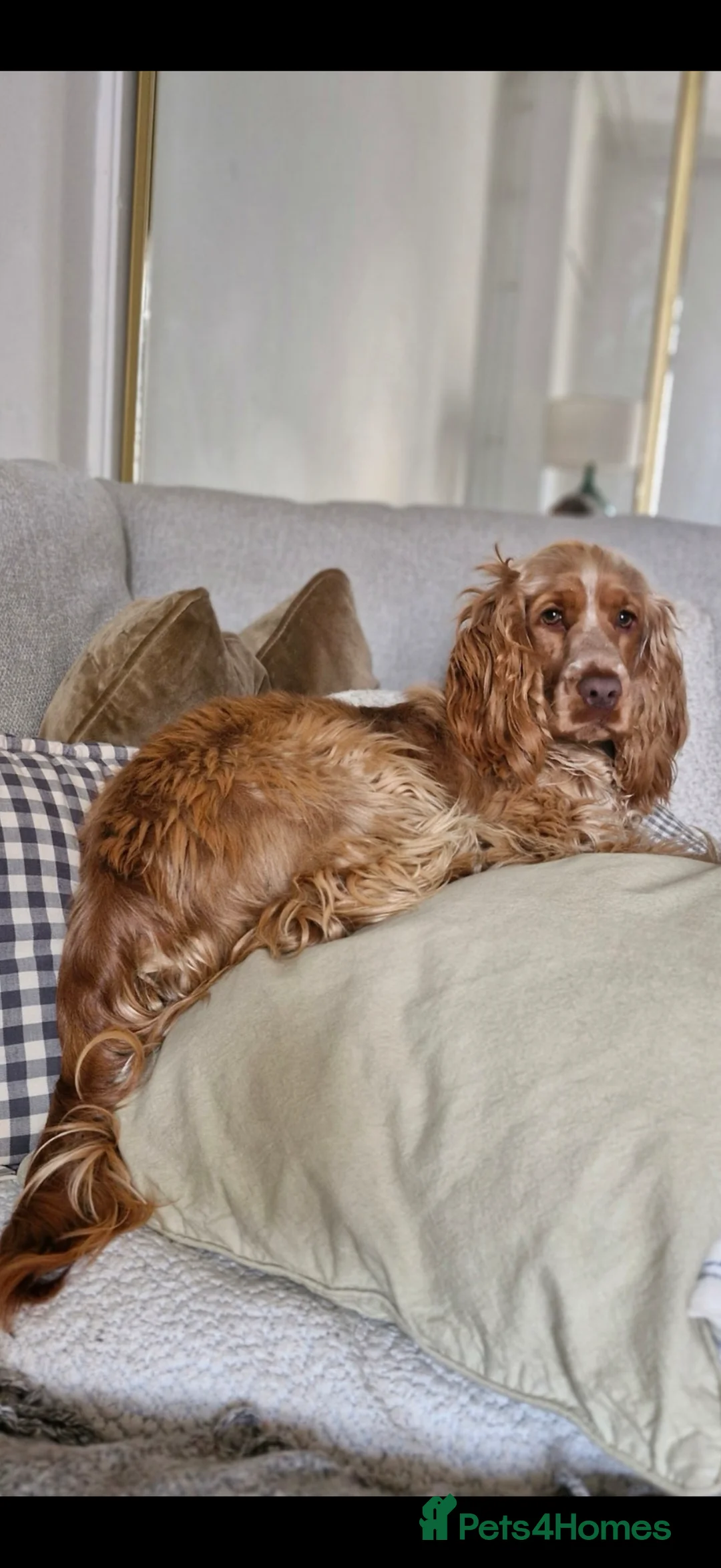 Cocker Spaniel dogs for sale: Penelope - Advert 2