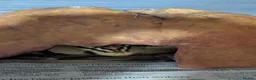 King Snake reptiles for sale: Various snakes for sale  - Advert 7
