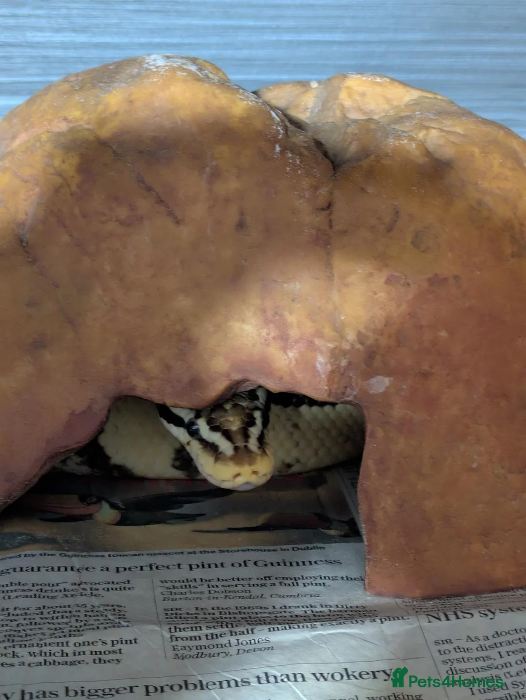 King Snake reptiles for sale: Various snakes for sale  - Advert 7
