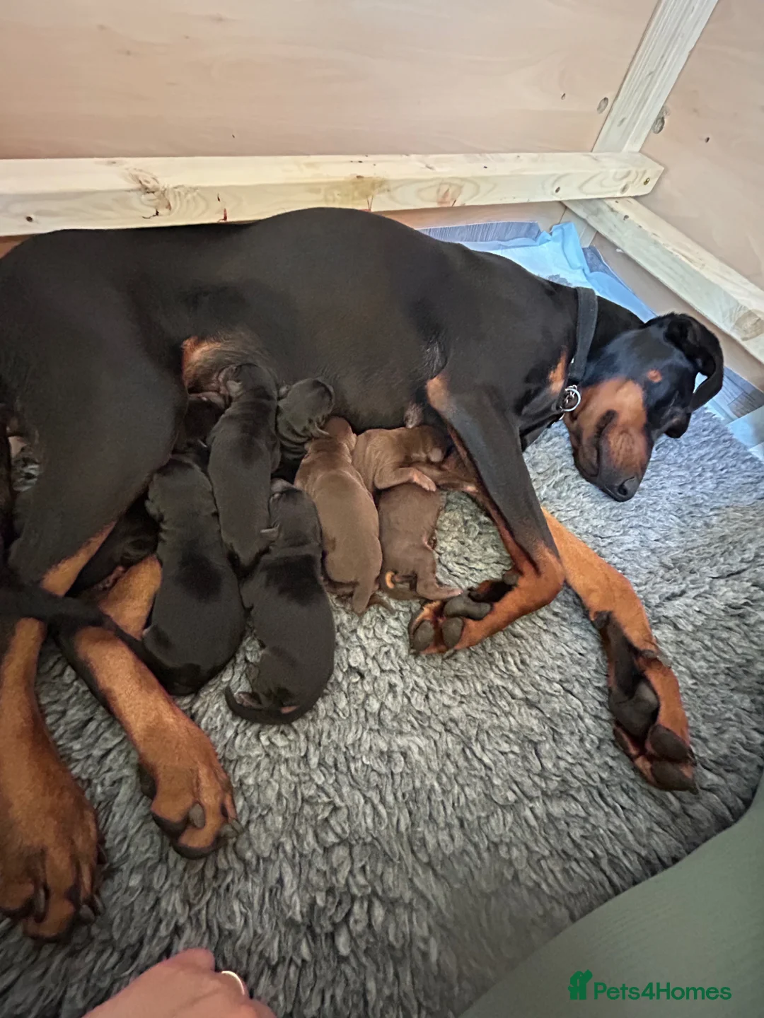 Dobermann dogs for sale: 9 Doberman Puppies- Ready to leave 6th June - Advert 18