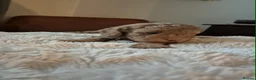 Labradoodle dogs for sale: Miniature Red & Taupe Labradoodle Puppies - Advert 17