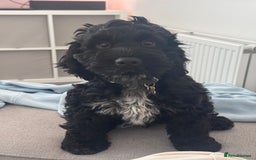 Cocker Spaniel dogs for sale: Buddy the cocker - Image 2