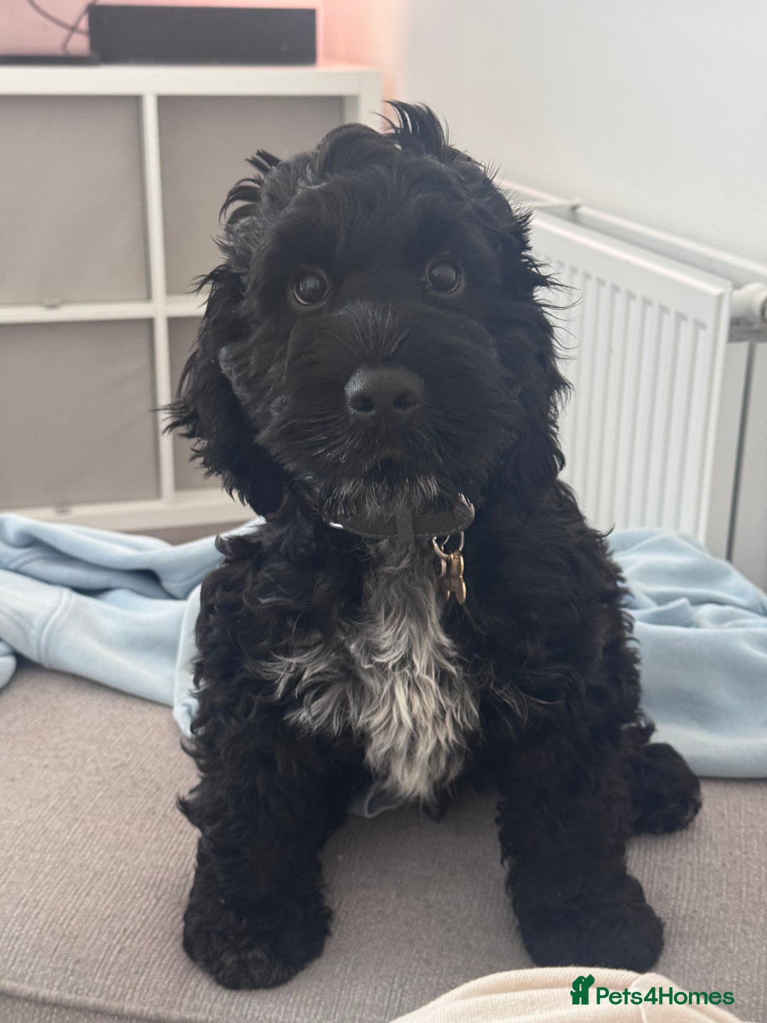 Cocker Spaniel dogs for sale: Buddy the cocker - Image 2