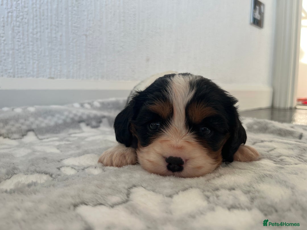 Cavalier King Charles Spaniel dogs for sale: Cavalier King Charles puppy’s  - Advert 9