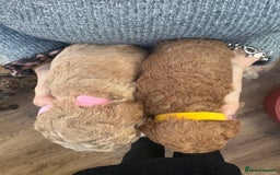 Cavapoo dogs for sale: F1b Teddy bear cavapoos Red & Apricot ❤️🧡 - Advert 5