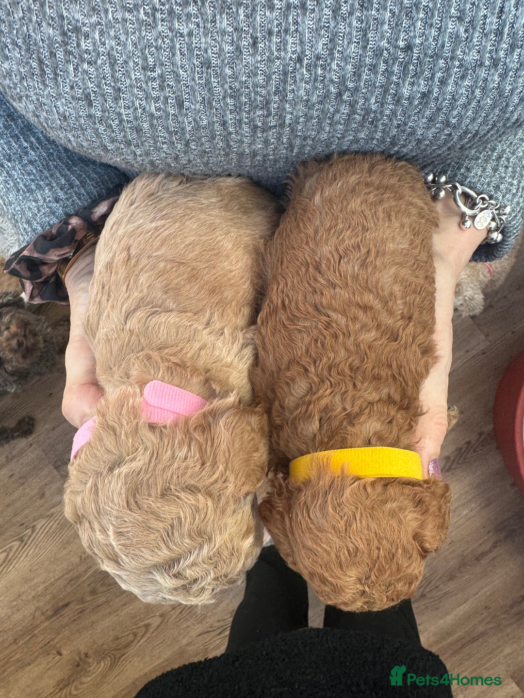 Cavapoo dogs for sale: F1b Teddy bear cavapoos Red & Apricot ❤️🧡 - Advert 5