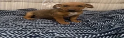 Jack Russell dogs for sale: Miniature Jack Russell’s - Advert 5