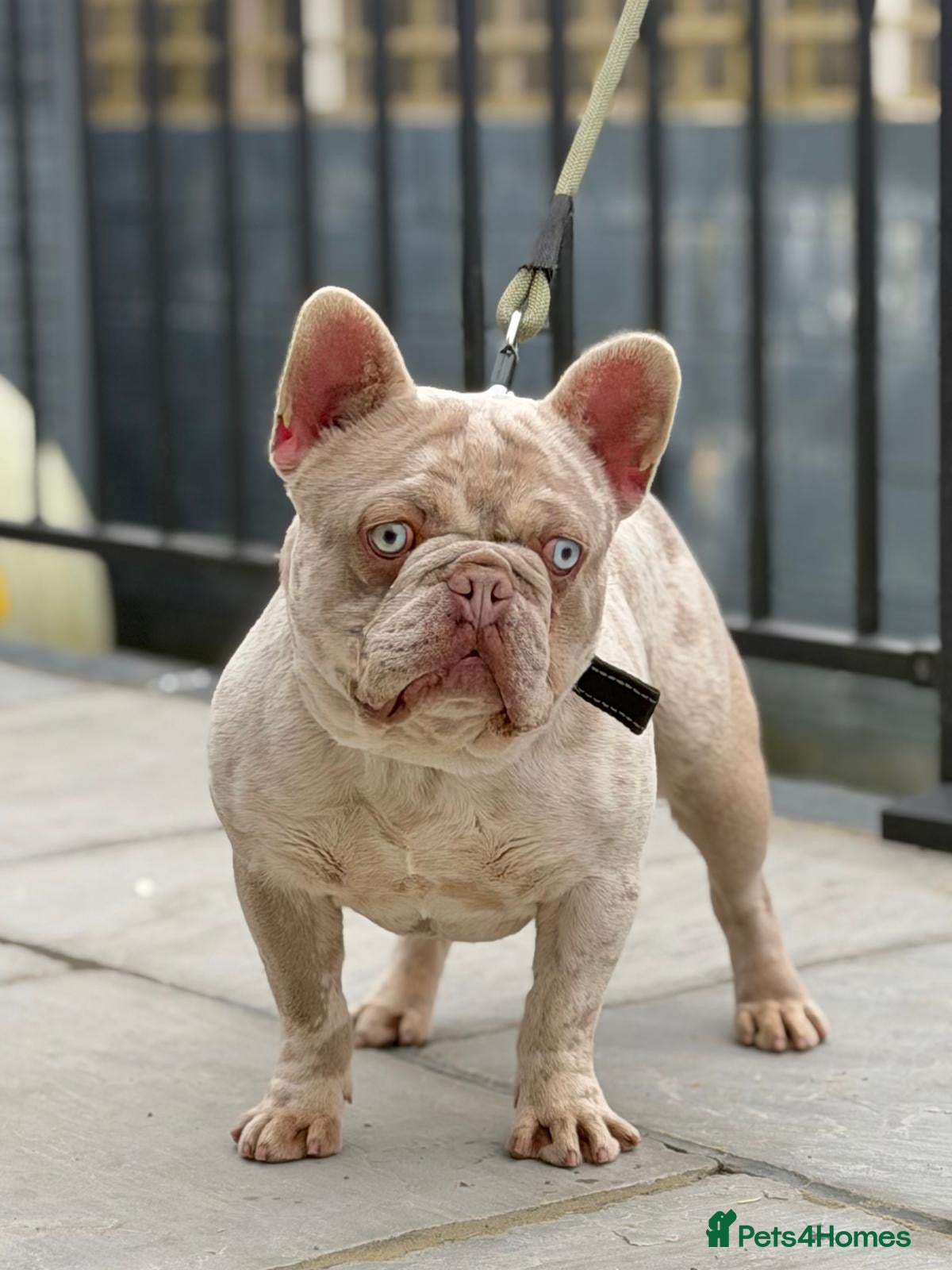 French Bulldog dogs KING CARLOS ( new shade merle ) for stud - Advert 1