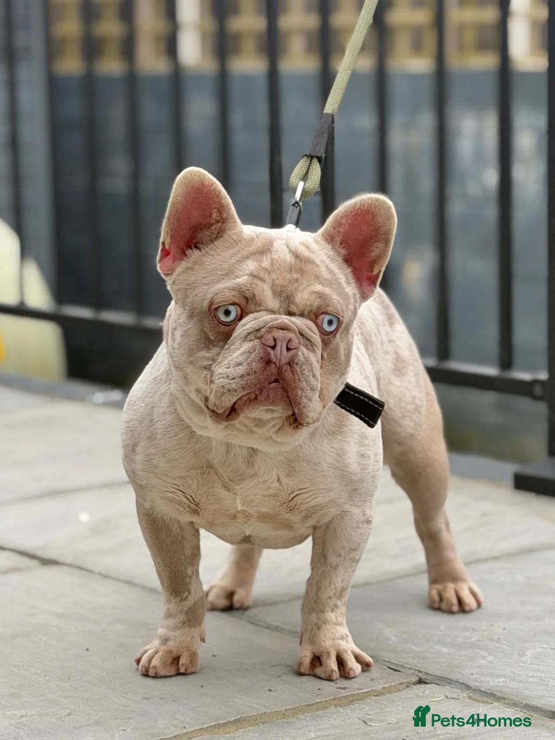 French Bulldog dogs for stud: KING CARLOS ( new shade merle ) for stud - Advert 1