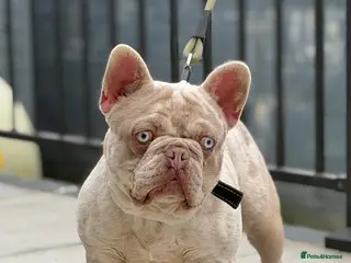 French Bulldog dogs KING CARLOS ( new shade merle ) for stud - Advert 1
