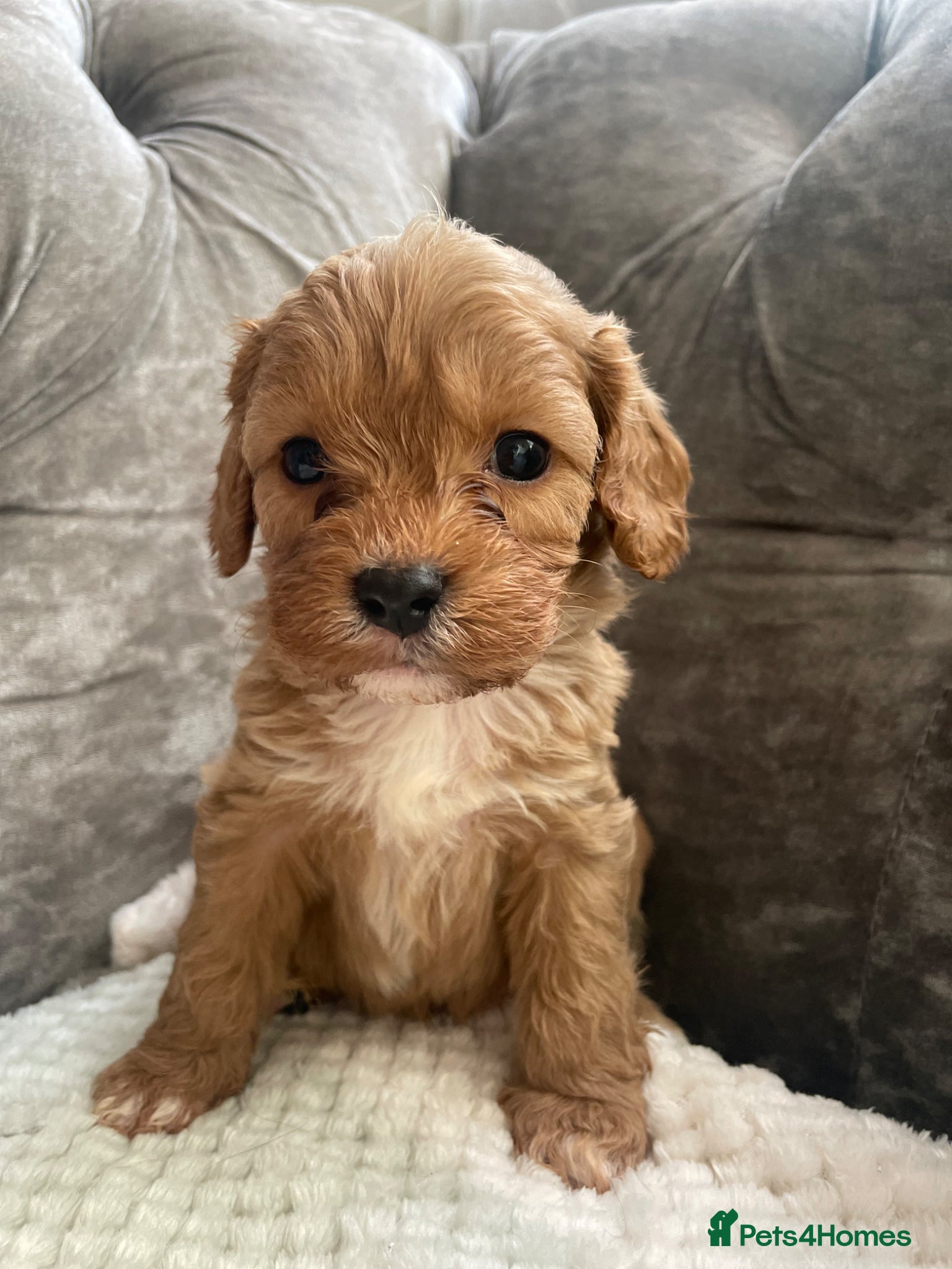 Cavapoo dogs ❤️🐶🌟Gorgeous F1 Cavapoo Puppies Available 🩷😍💙 - Advert 8