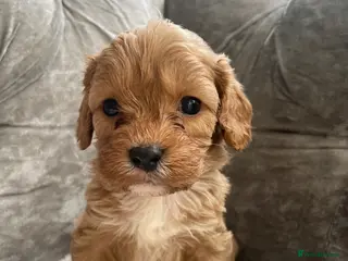 Cavapoo dogs ❤️🐶🌟Gorgeous F1 Cavapoo Puppies Available 🩷😍💙 - Advert 6