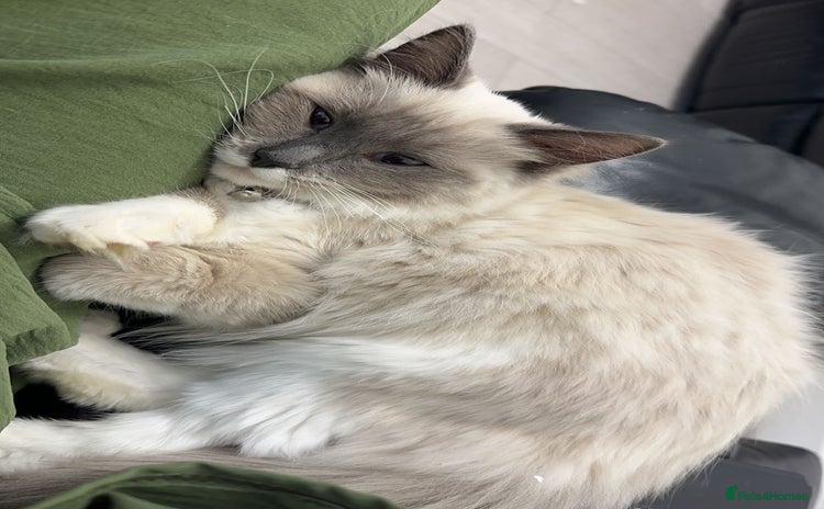 Ragdoll cats - Advert 11