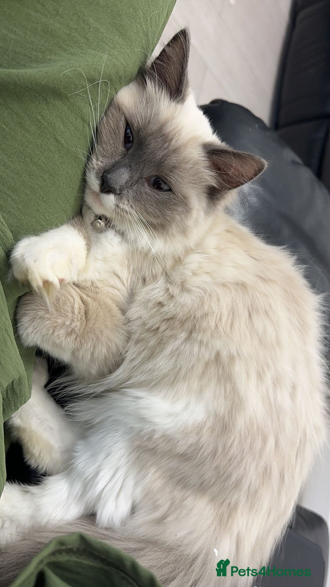 Ragdoll cats for sale: 1 year old Ragdoll boy  - Image 1