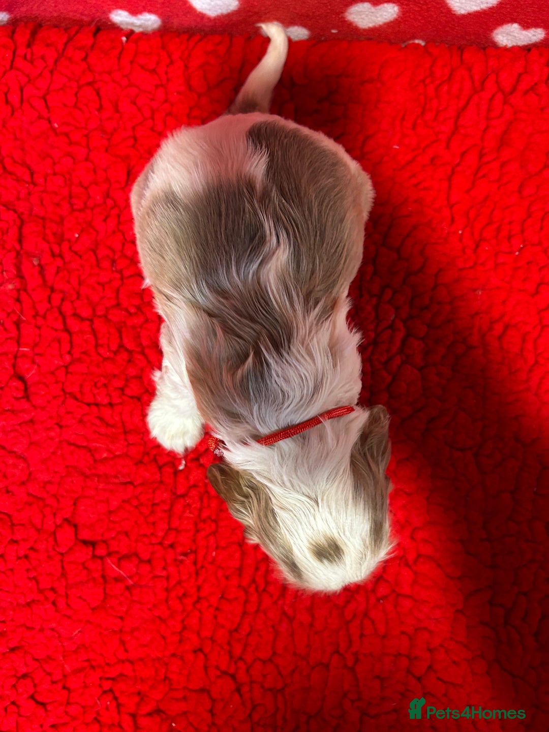 Cocker Spaniel dogs for sale: KC Registered show type cocker spaniel puppies.  - Advert 13