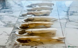 Golden Retriever dogs for sale: Stunning champion blood golden retriever  - Image 3