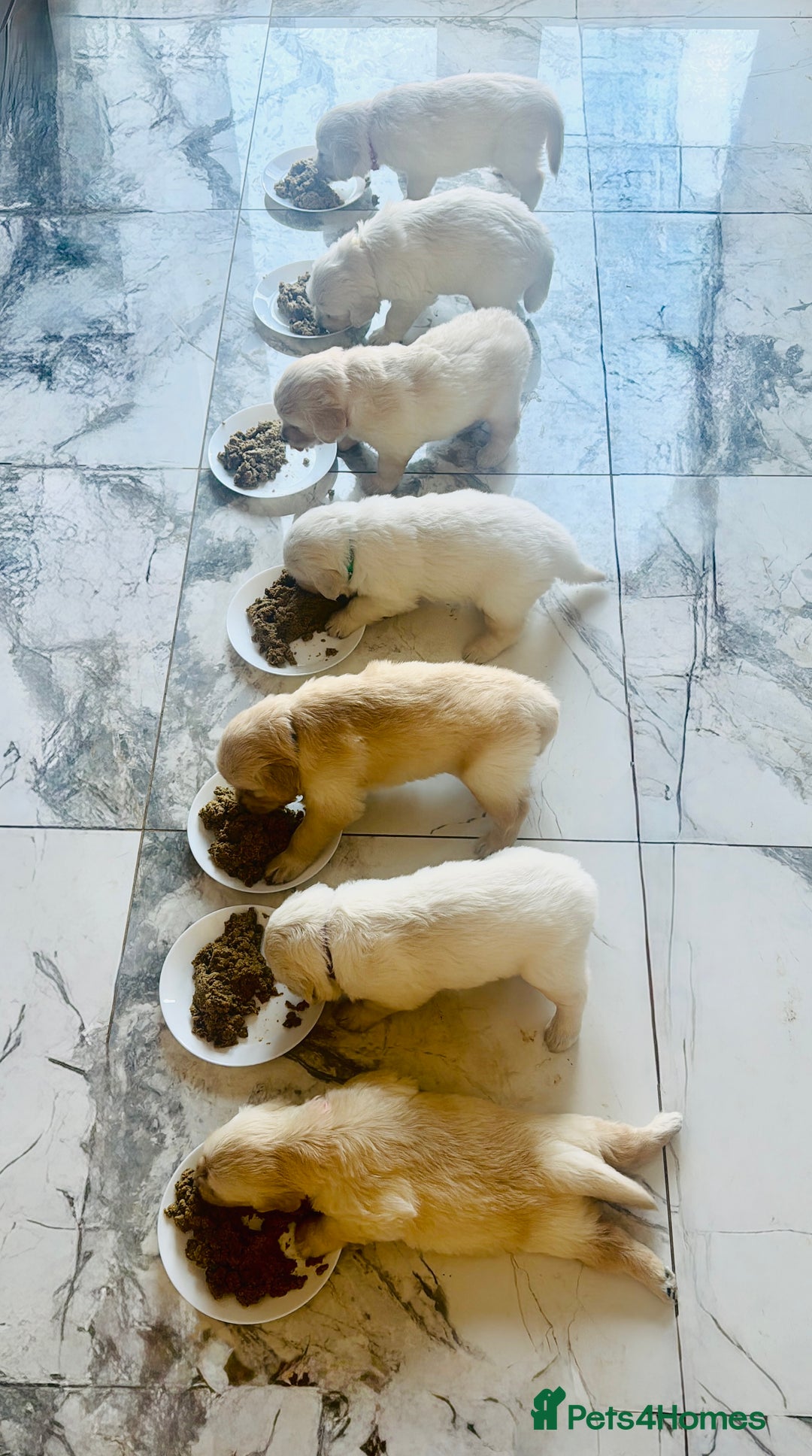 Golden Retriever dogs for sale: Stunning champion blood golden retriever  - Image 3