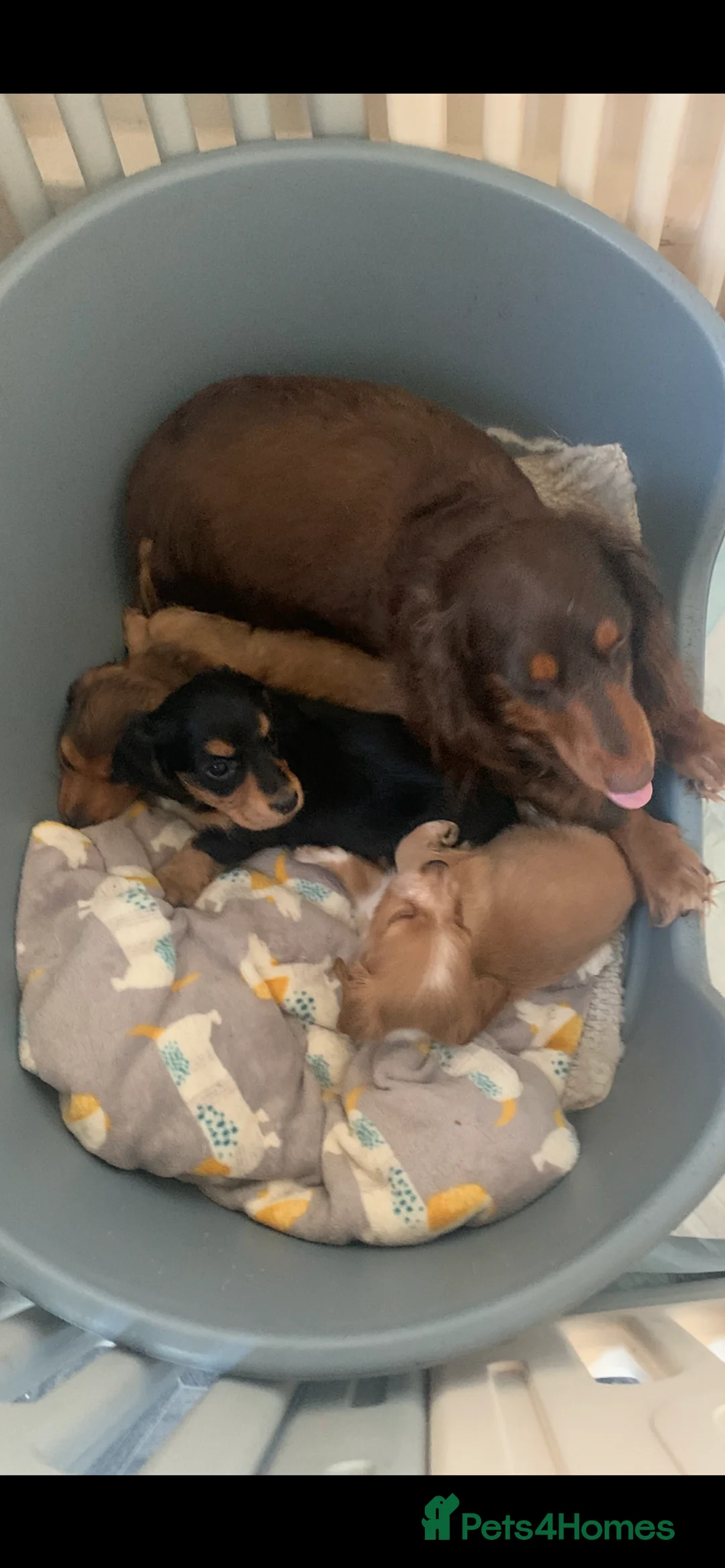 Miniature Dachshund dogs for sale: Long haired dachshund  - Advert 1