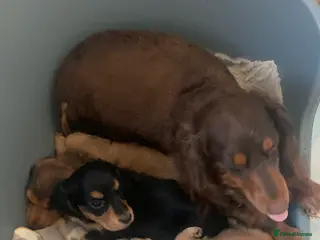 Miniature Dachshund dogs Long haired dachshund - Advert 2