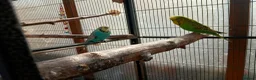 Budgerigars birds for sale: 7 Budgies for sale - Advert 3