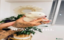 Samoyed dogs for sale: Samoyed puppies KC Registered Champions Bloodline  - Image 6