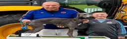 Whippet dogs for stud: KC Pedigree blue whippet - Advert 2
