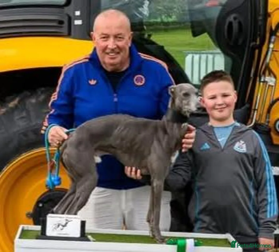 Whippet dogs for stud: KC Pedigree blue whippet - Advert 2