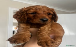 Cockapoo dogs for sale: Beautiful f2 puppies  - Image 6