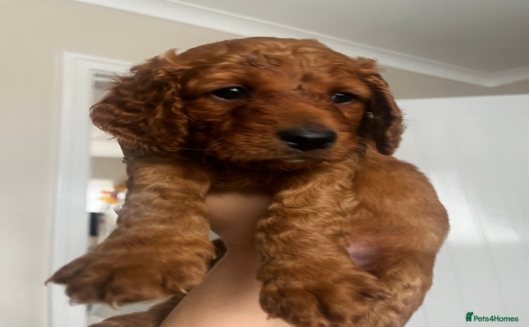 Cockapoo dogs - Advert 5