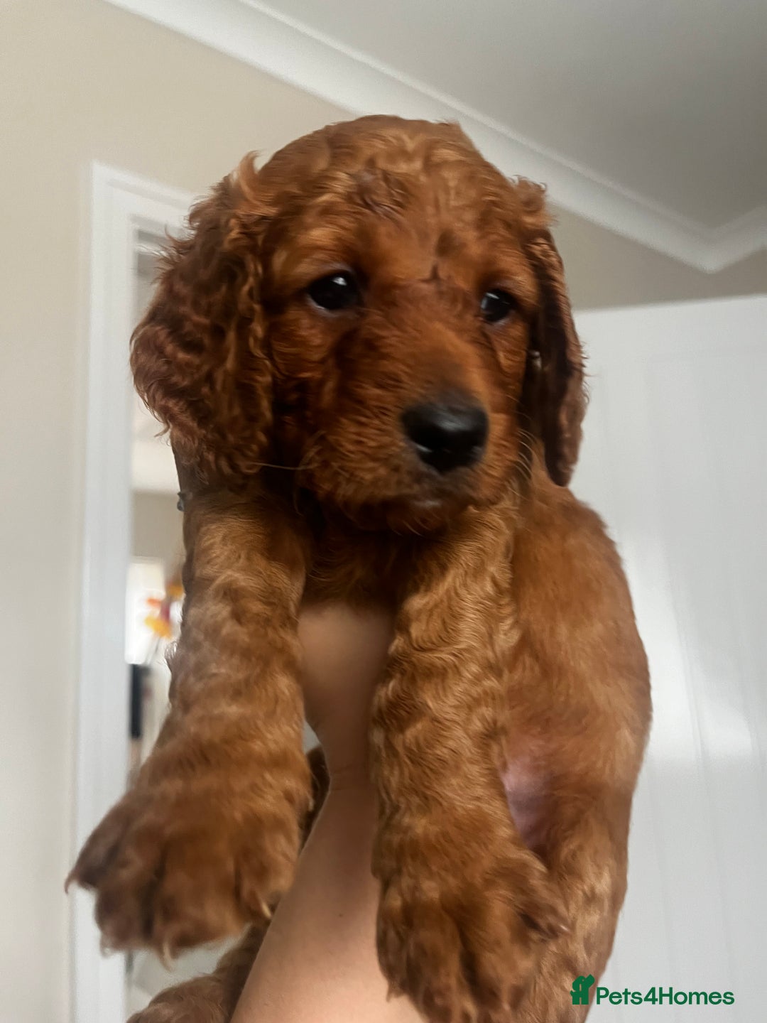 Cockapoo dogs for sale: Beautiful f2 puppies  - Image 6