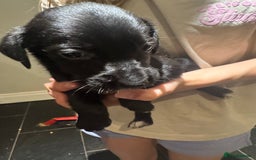 Mixed Breed dogs for sale: Sprollies - Image 9