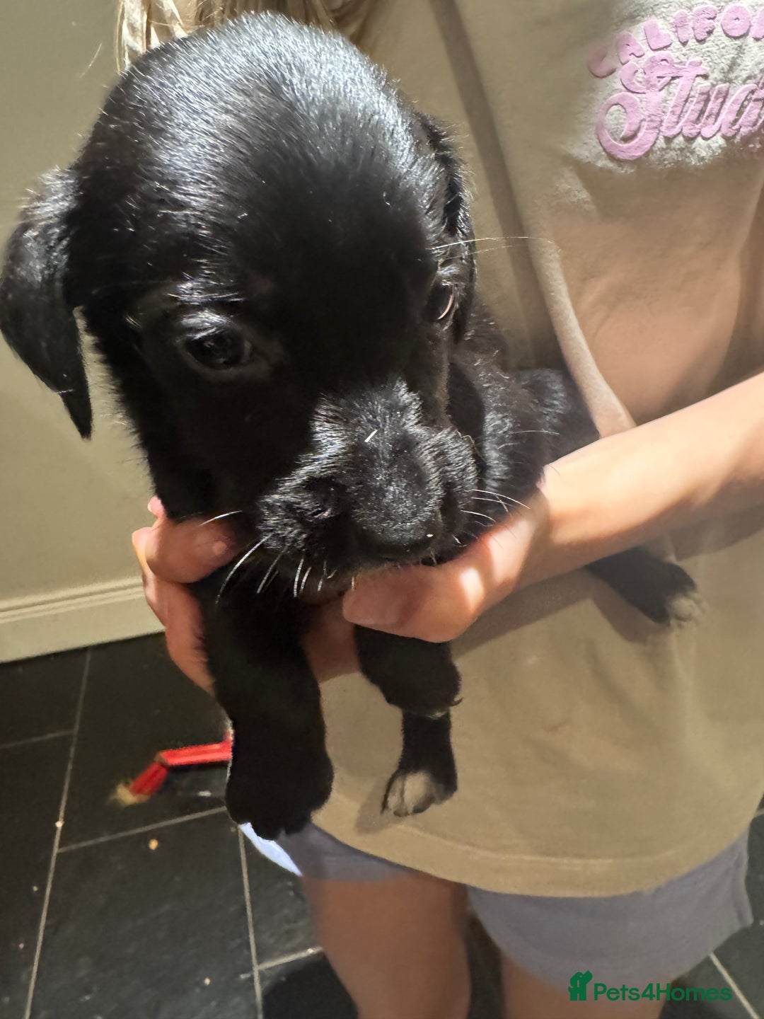 Mixed Breed dogs for sale: Sprollies - Image 9