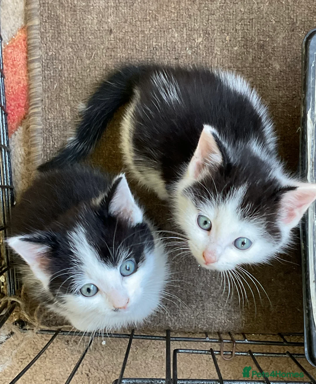Mixed Breed cats for sale: Kittens - £30- Mid Wales/ Llanidloes  - Advert 2
