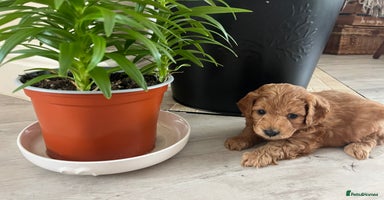 Cockapoo dogs - Advert 14