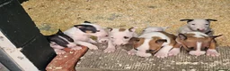 English Bull Terrier dogs for sale: English bullterrier pups for sale - Advert 12