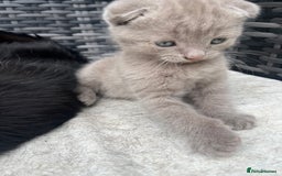Scottish Fold cats for sale: Scottish fold kittens for sale  - Image 36