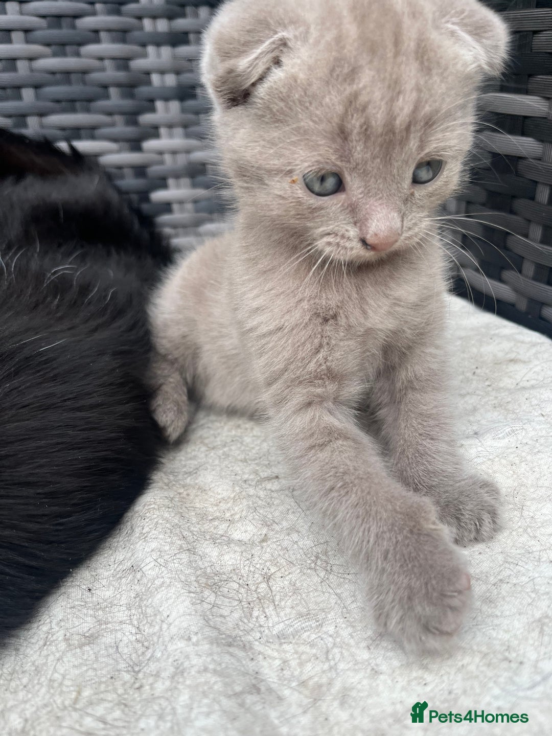 Scottish Fold cats for sale: Scottish fold kittens for sale  - Image 36