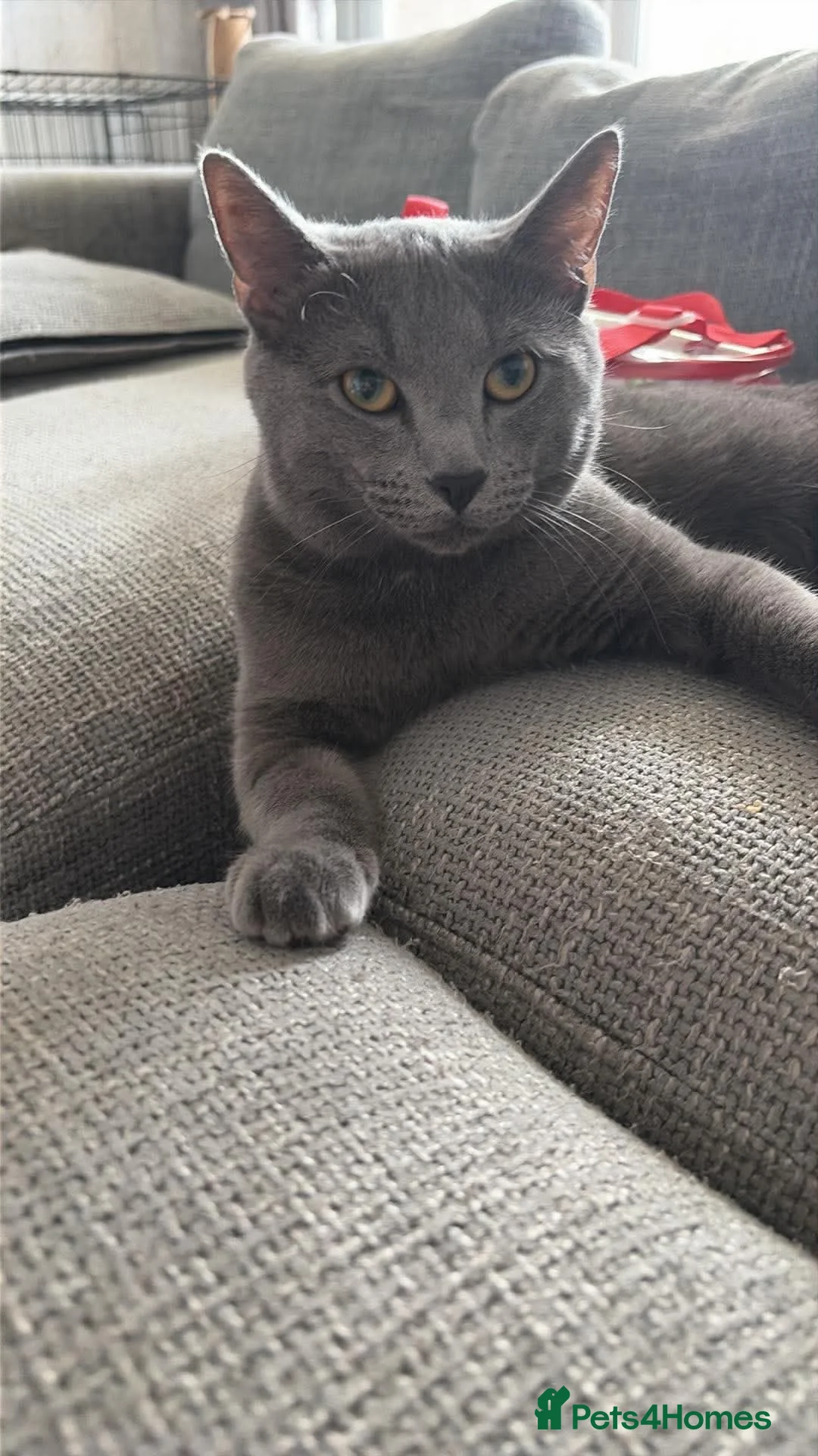 Mixed Breed cats for sale: Stunning mixed breed cats in Luton - Advert 1