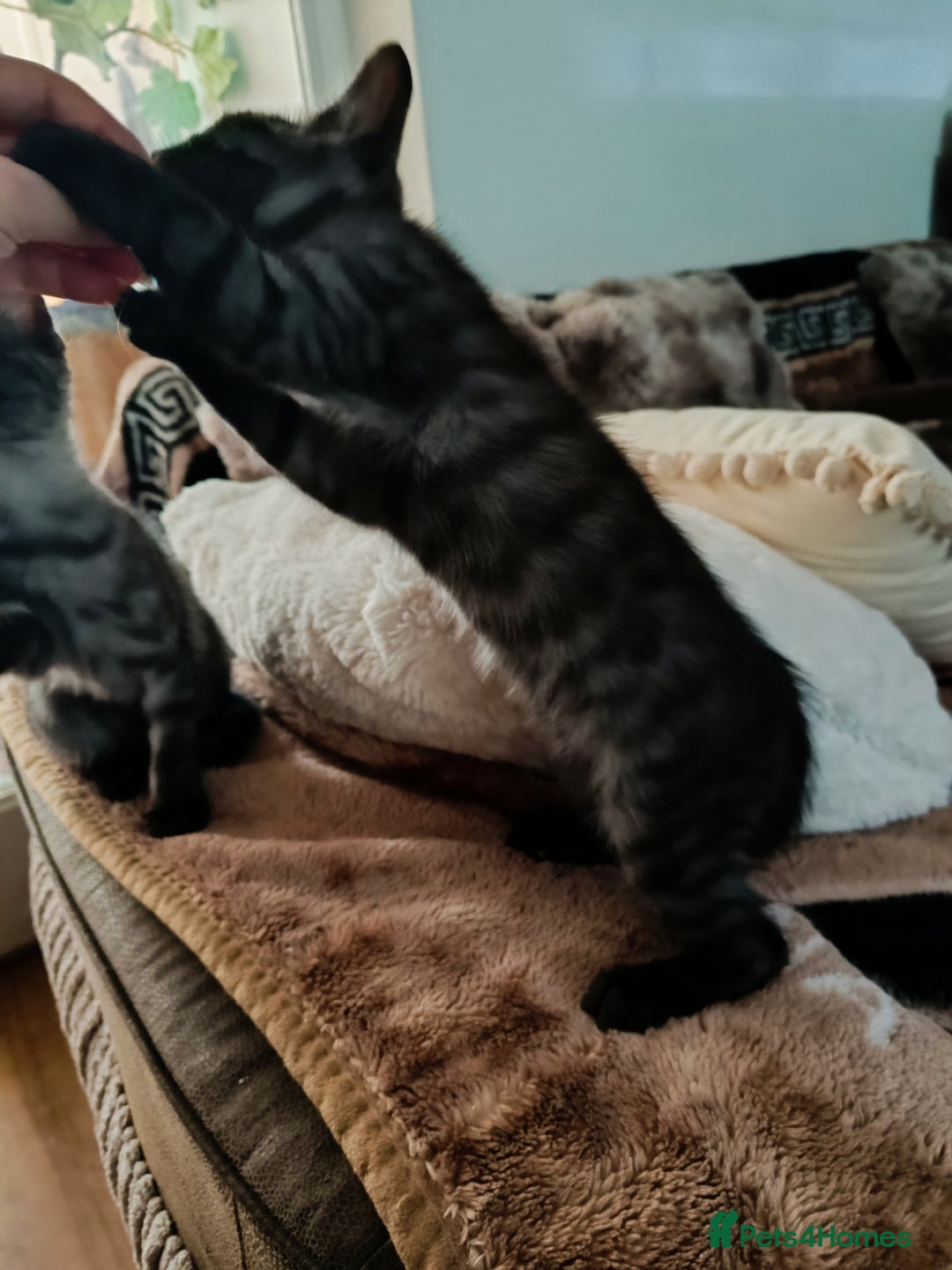 Bengal cats for sale: Three Bengals - Image 4