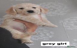 Labradoodle dogs for sale: Beautiful labradoodle pups  - Image 19