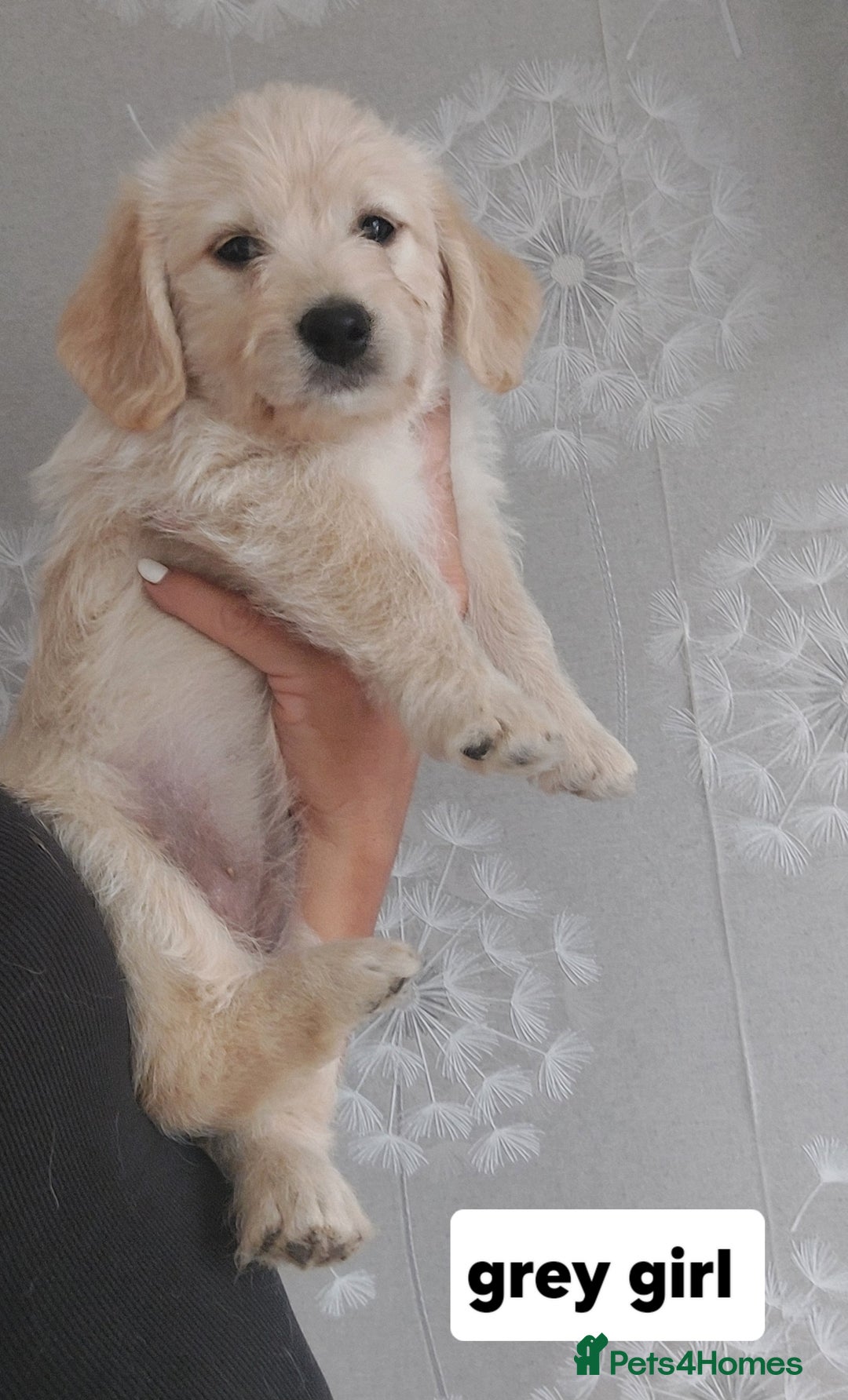 Labradoodle dogs for sale: Beautiful labradoodle pups  - Image 19