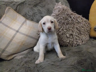 Labrador Retriever dogs LABRADOR PUPPIES ✨ CHAMPAGNE✨ - Advert 2