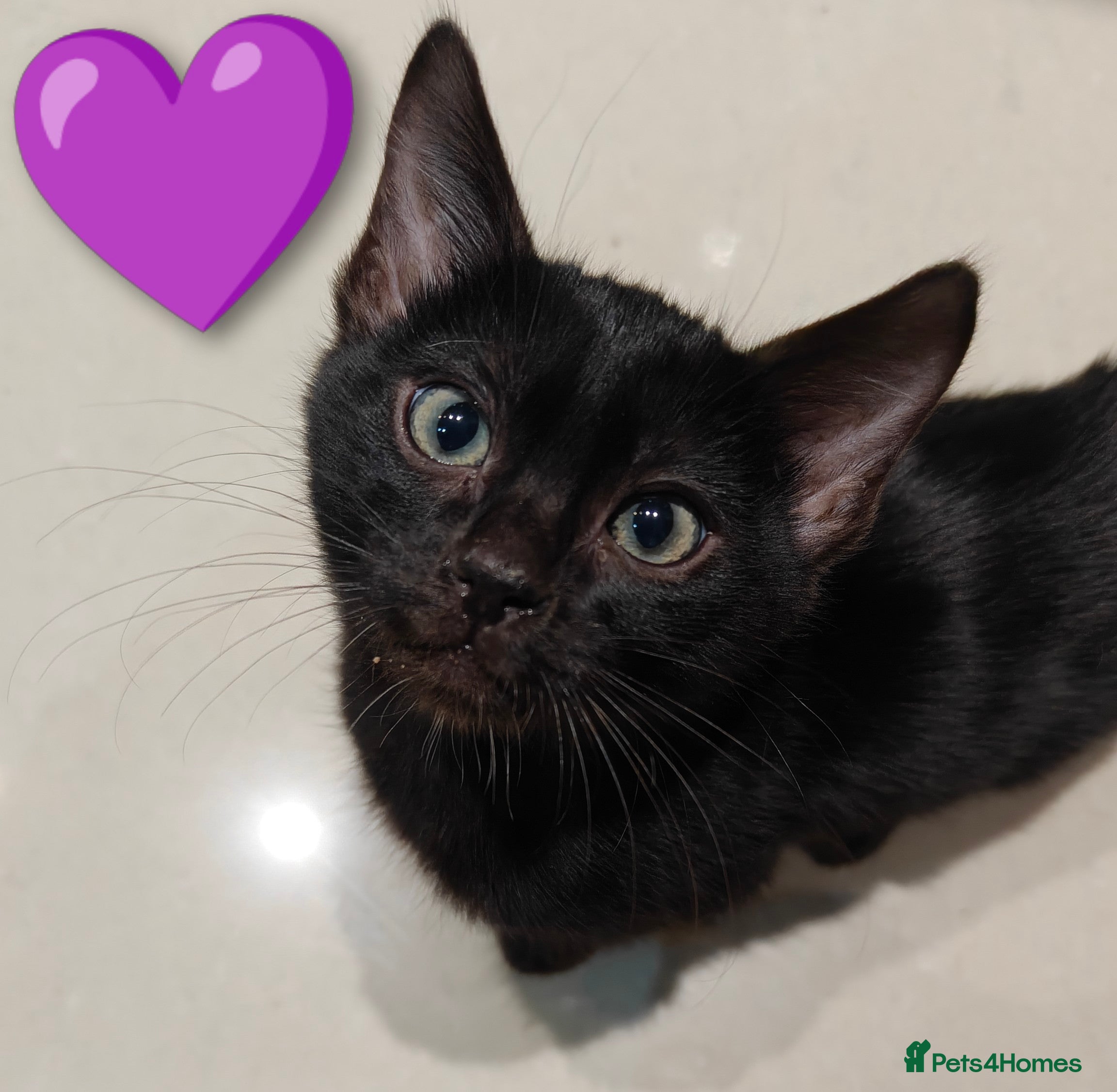 Bengal cats Only two left - Advert 2