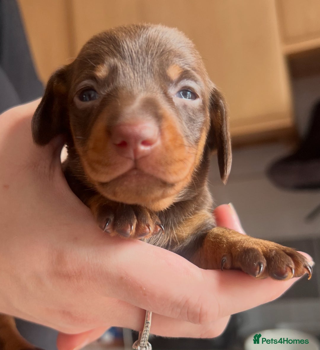 Dachshund dogs for sale: 7 Dachshund Puppies light & dark dapple and brown - Image 13