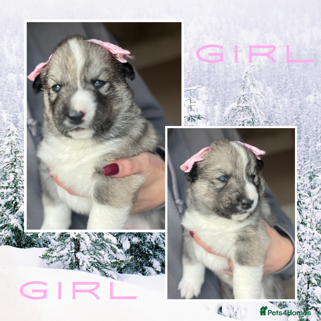 Siberian Husky dogs for sale: Beautiful Siberian Husky Puppies - Advert 9