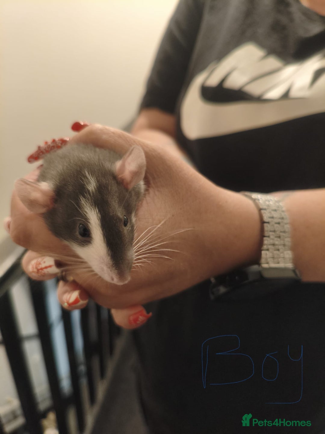 Rat rodents for sale: Adorable baby dumbo rats - Advert 16