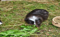 Guinea Pig rodents for sale: 4 Month Old Female Guinea Pigs - Image 3
